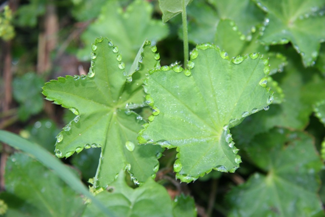 plantes sauvages