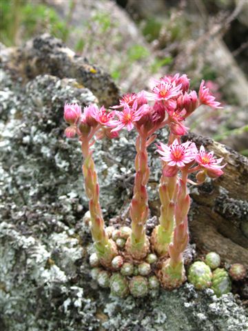 plantes sauvages