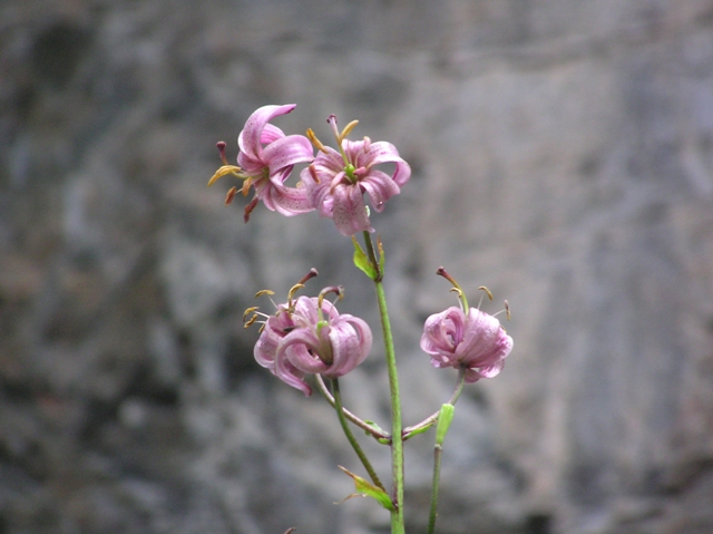 plantes sauvages