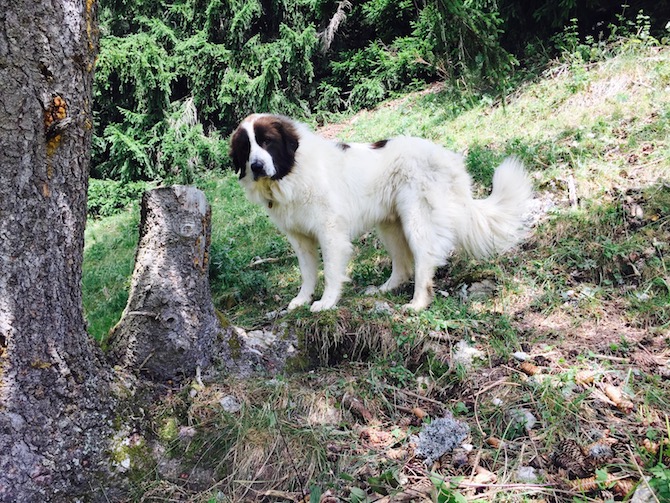 swissalpineemotion chiens1